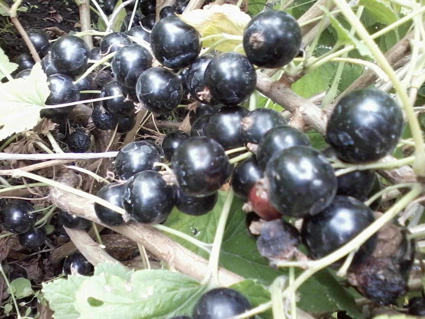 Смородина (ран. Смородина пигмей. Смородина пигмей в руках красивое фото. Сорт смородины пигмей. Смородина черная ядреная.