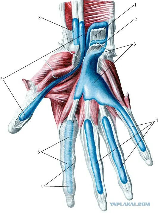 Связки на руке. Удерживатель сгибателей анатомия. Синовиальное влагалище сухожилия мышцы. Сгибатели пальцев кисти анатомия. Синовиальные влагалища сухожилий сгибателей кисти.