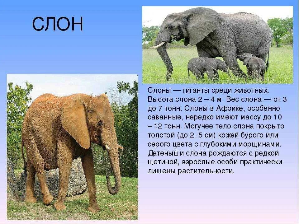 Elephant на русском языке. Вес слона. Высота африканского слона. Сколько весит слон. Небольшое описание слона.