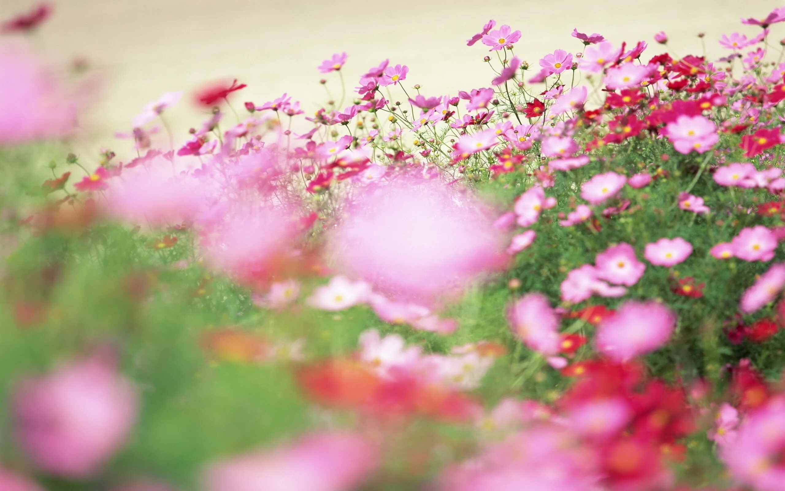 Нежный цветок. Летние цветочки. Нежные летние цветы. Розовые цветы на Поляне. Лето цвет розовый