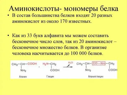 Что является мономером белковой молекулы
