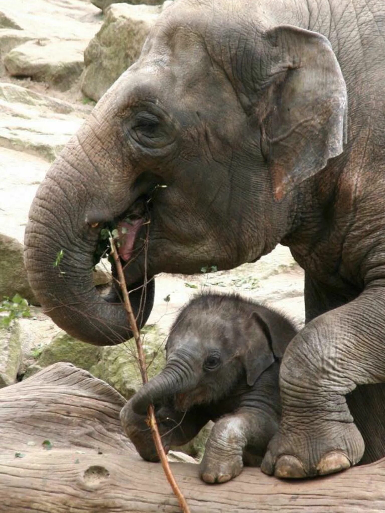 Слоненок. Слоник с мамой. Слоненок с мамой. Красивый слон. Sister elephant