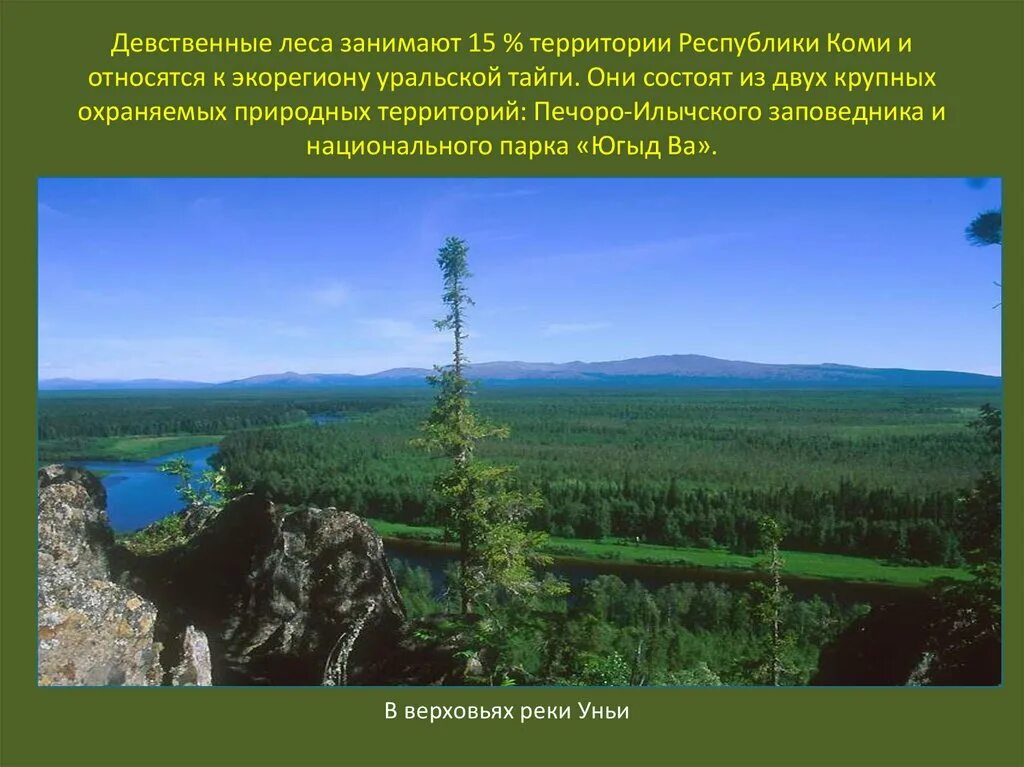 Леса коми где. Печоро-Илычский заповедник леса. Печоро Илычский заповедник Республики Коми. Девственные леса Коми Печоро-Илычский. ООПТ девственные леса Коми.