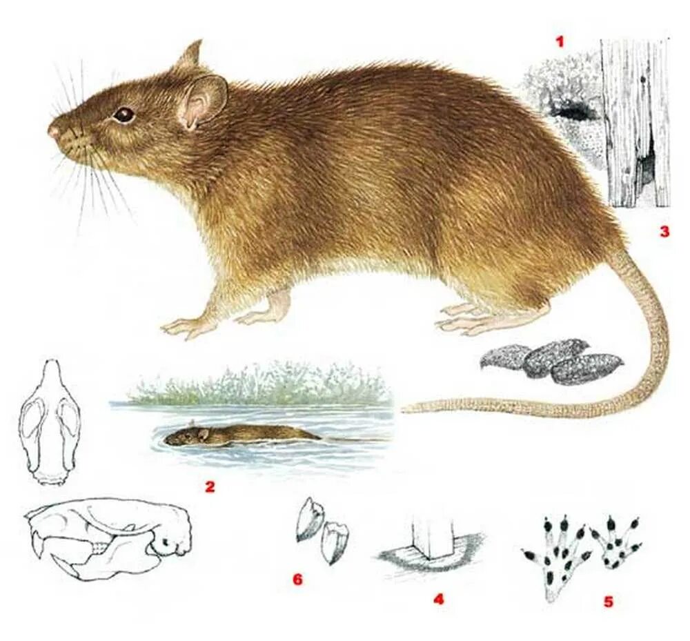 Серая крыса, или Пасюк (Rattus norvegicus). Серая крыса или Пасюк - Rattus norvegicus (отряд Rodentia семейство Muridae). Серая крыса внешний вид. Серая крыса (Rattus norvegicus berkenhout, 1769). Серая крыса строение
