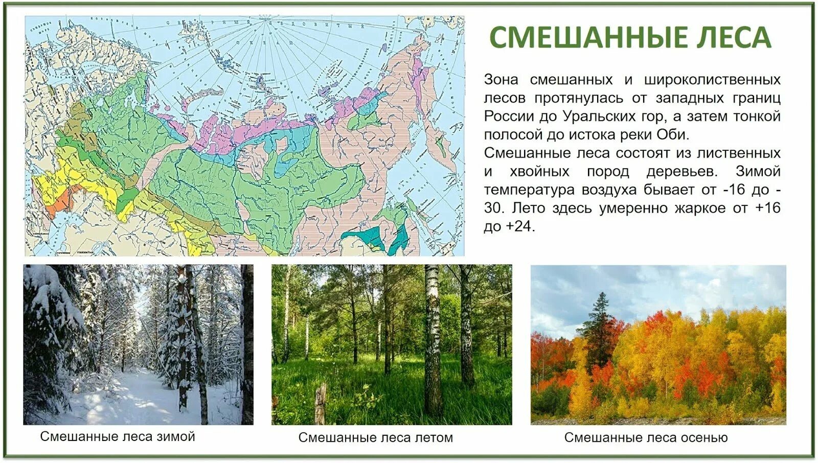 Тайга смешанные и широколиственные леса на карте России. Зона смешанных и широколиственных лесов России. Зона широколиственных лесов на карте России. Расположение зоны широколиственных лесов России.