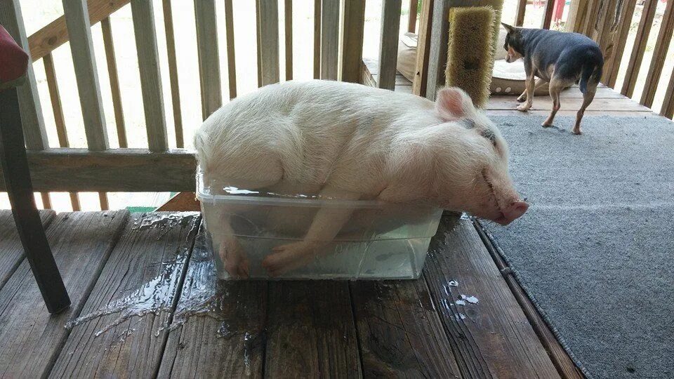 Корыто для поросят. Свинья в ванне. Животные спасаются от жары. Сытая свинья. Свинья кайфует в сауне
