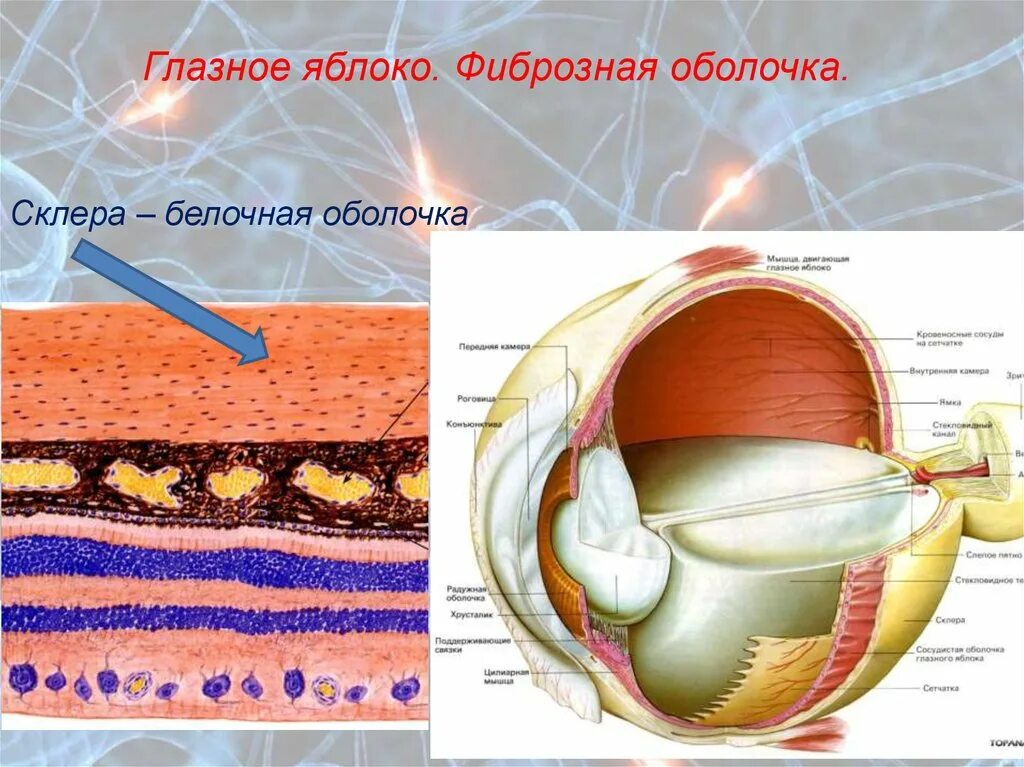 Цвет сосудистой оболочки. Фиброзная оболочка глазного яблока. Глазное яблоко фибриознаяоболочка. Фиброзная оболочка склера. Фиброзная белочная склера оболочка строение.