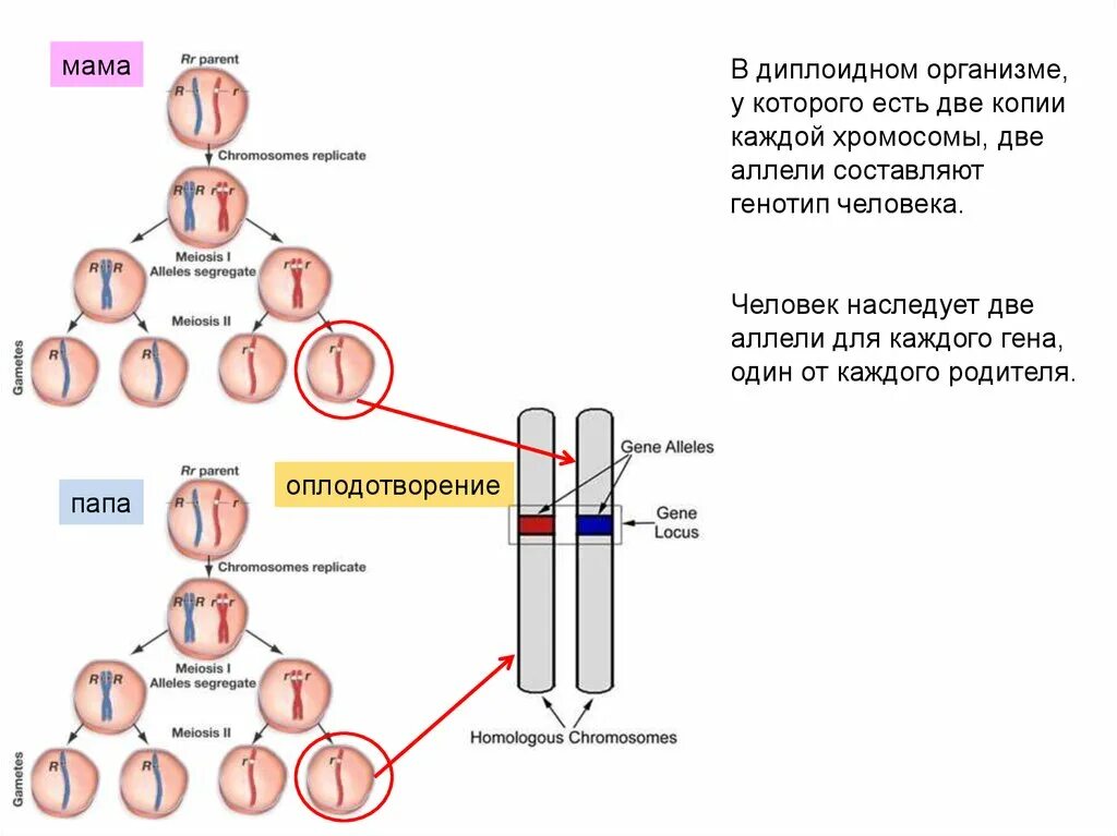 Генотип дочерних организмов. Диплоидные хромосомы. Оплодотворение у человека хромосомы. Гены человека в диплоидной клетке в двух копиях. Диплоидный набор хромосом яблони.