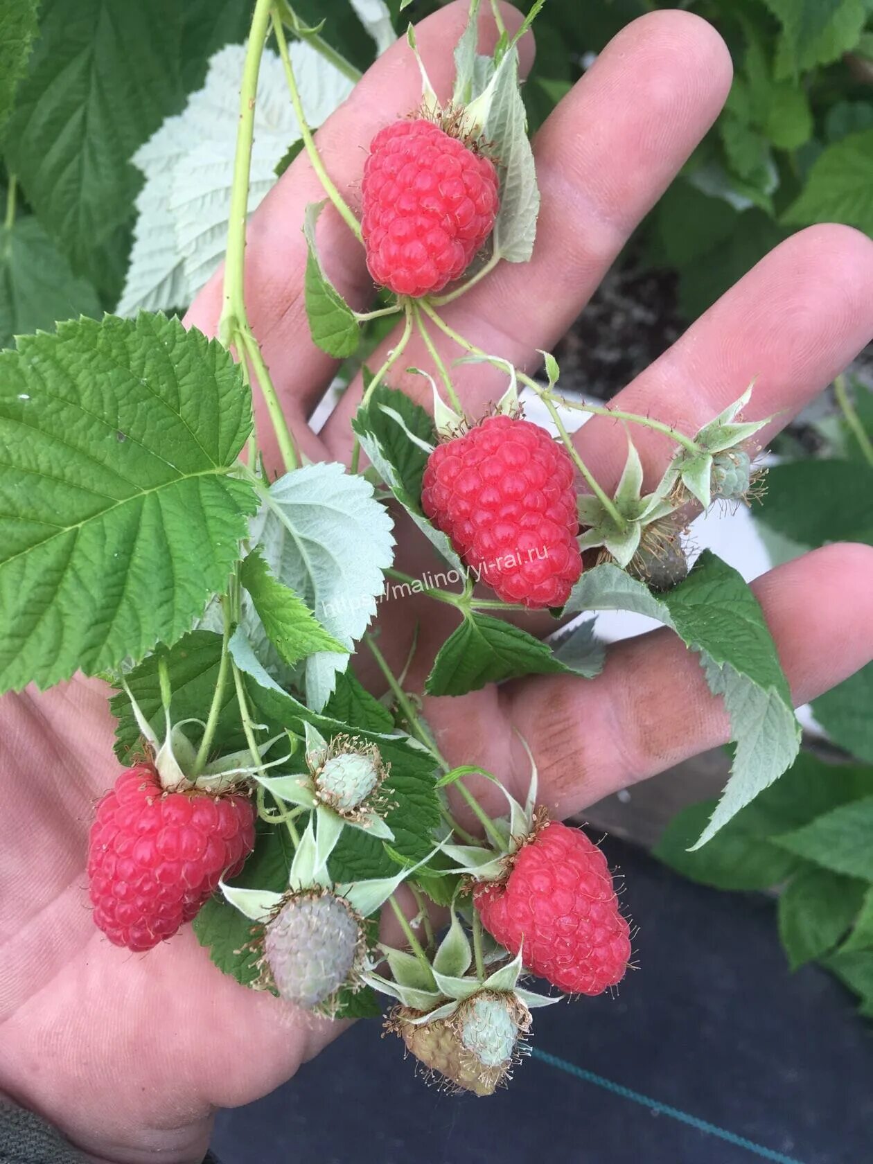 Саженцы малины Жанна Орлеанская купить с доставкой