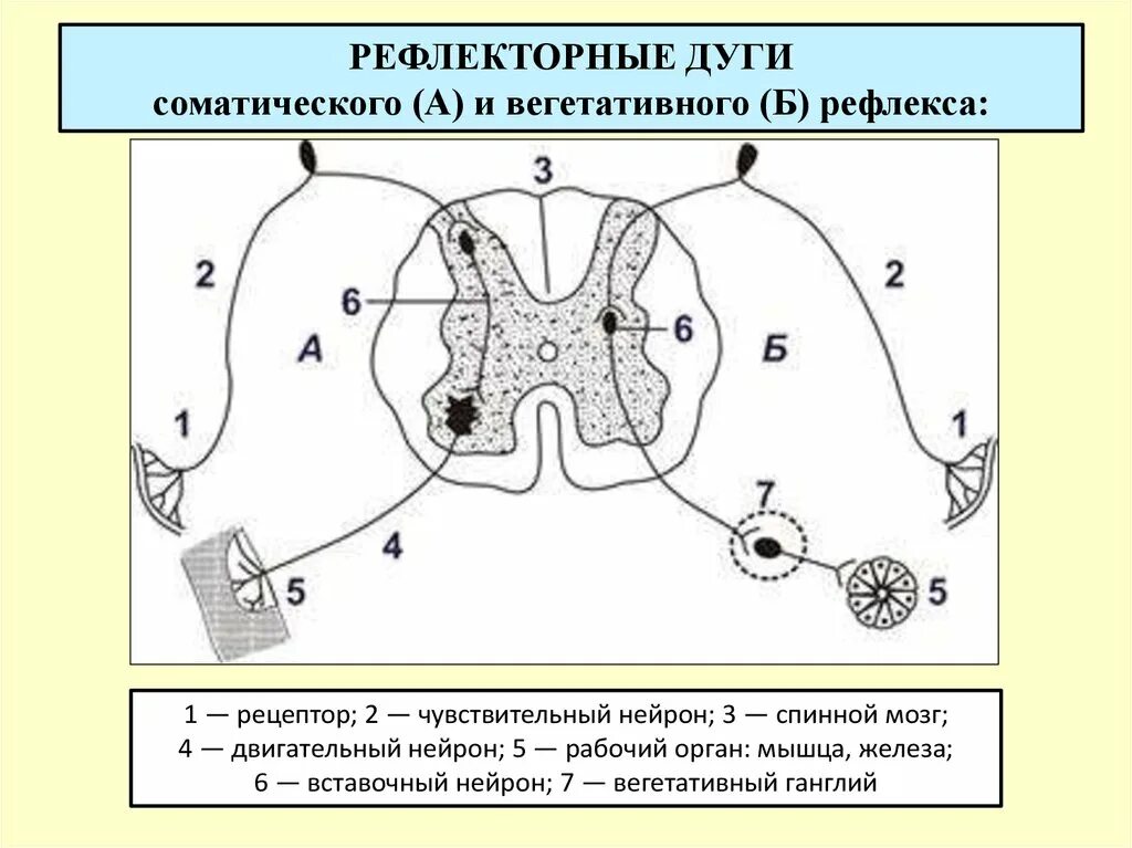 Изобразить схему рефлекторной дуги. Рефлекторная дуга соматического рефлекса. Двигательный путь вегетативной рефлекторной дуги схема. Строение рефлекторной дуги. Строение нейрона. Строение дуги вегетативного рефлекса.