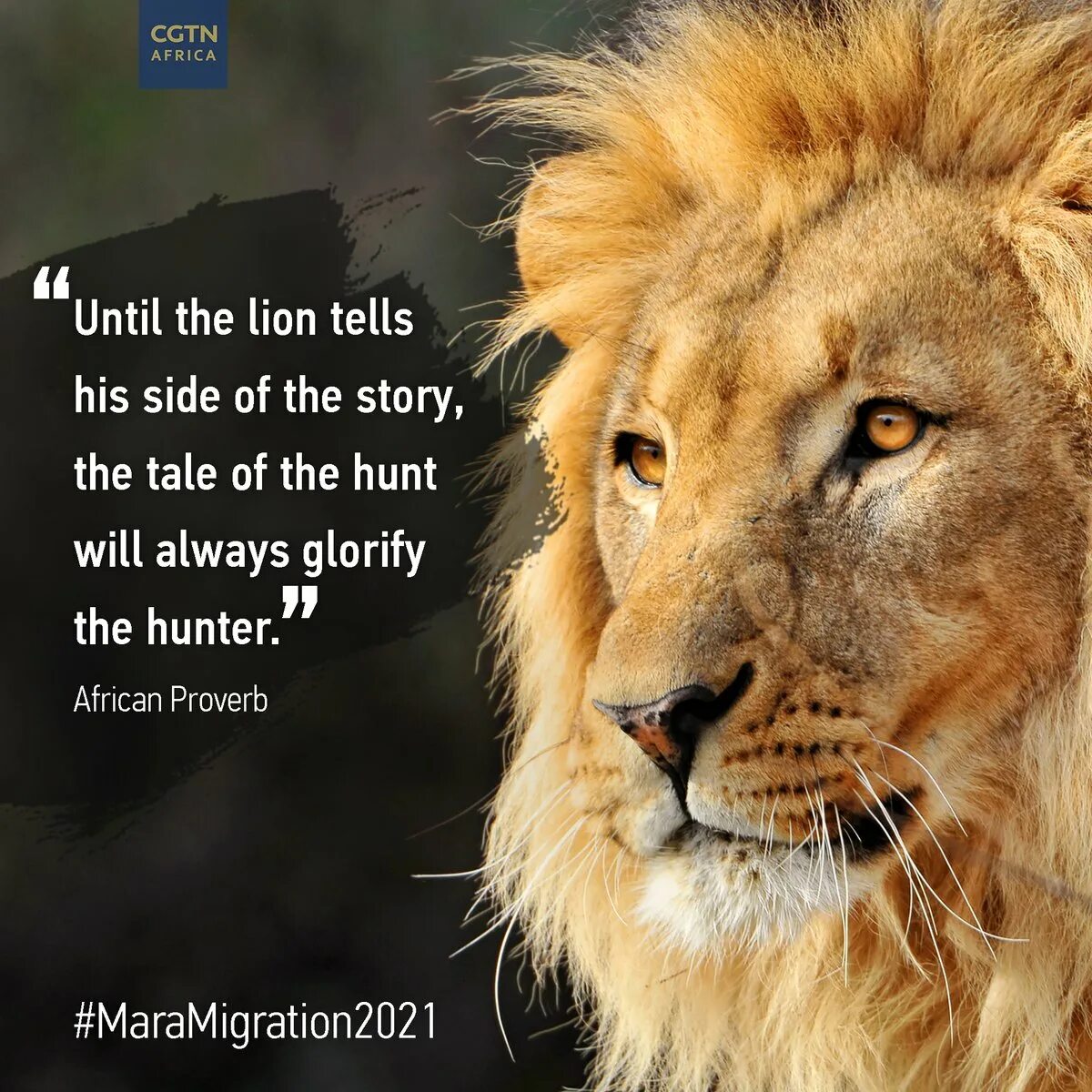 Фото льва на аву. Цитаты про львов. Лев цитаты. Мысли льва. Картинка лев с высказыванием.