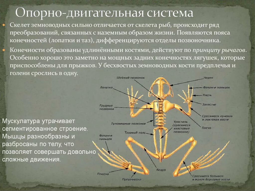 Опорно двигательная система лягушки скелет. Опорно двигательная система земноводных функции. Функции опорно двигательной системы лягушки. Строение опорно двигательной системы лягушки.