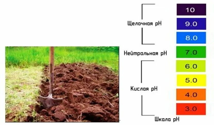 Как понять какая почва