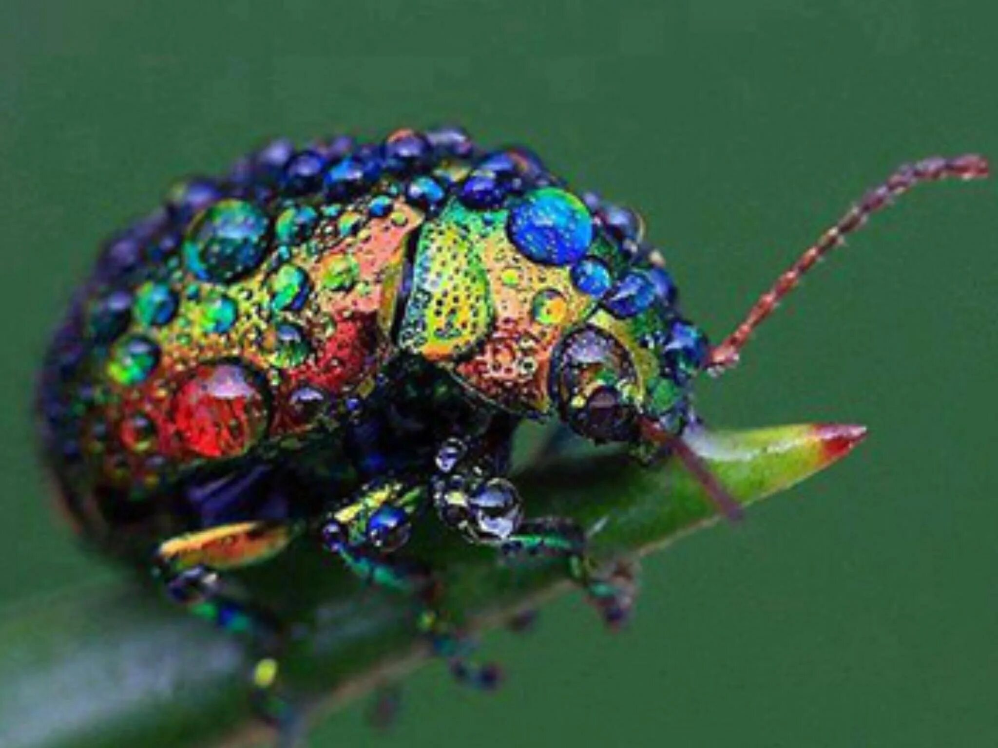 Жук Листоед Радужный. Жук Chrysolina cerealis. Жук злаковый Листоед. Радужный Жук Сноудон.