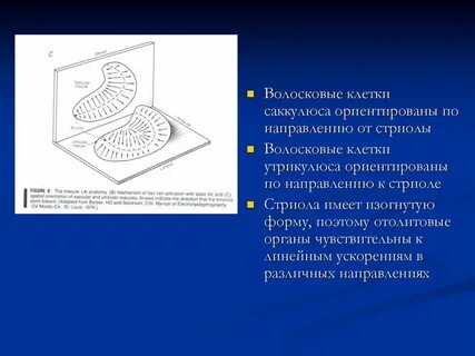 Колебания волосковых клеток