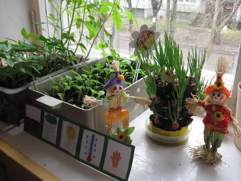 Огород на окне. Огород на окне в детском саду. Огород на подоконнике в детском. Огород на подоконнике в детском саду.