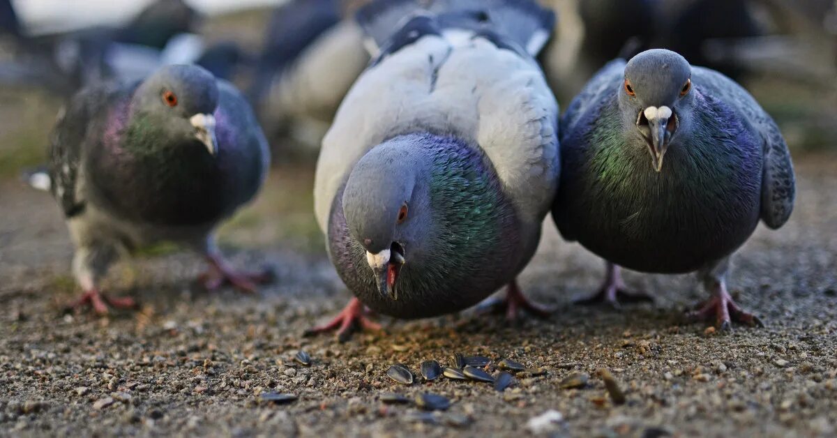 Видео 2 голубых. Осень два голубка. Голубые мужчины. Сизый голубь в горах. Голубь.