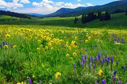 Шоқтағы үлкен мүшесі қыз