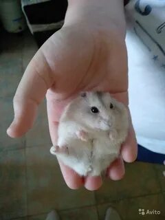 Сколько стоят хомяки маленькие