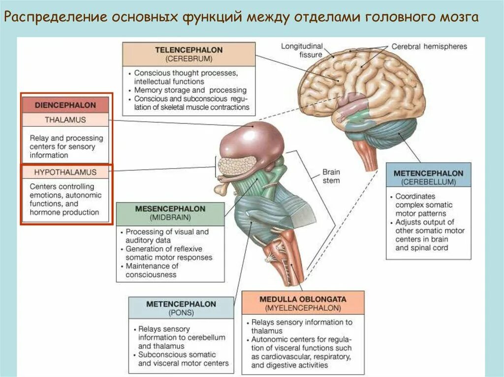 Отдел мозга особенности функции. Головной мозг таблица егэ. отделы мозга и их функции головного мозга. физиологические функции отделы головного мозга .. головной мозг человека функции отделов головного.