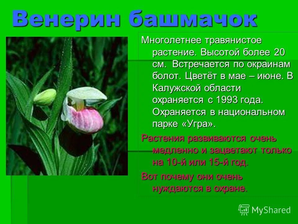 Охраняемые растения россии сообщение. Редкие растения России Венерин башмачок. Растения Пермского края красная книга Венерин башмачок. Растение Венерин башмачок Кировской области. Растения занесенные в красную книгу Венерин башмачок.