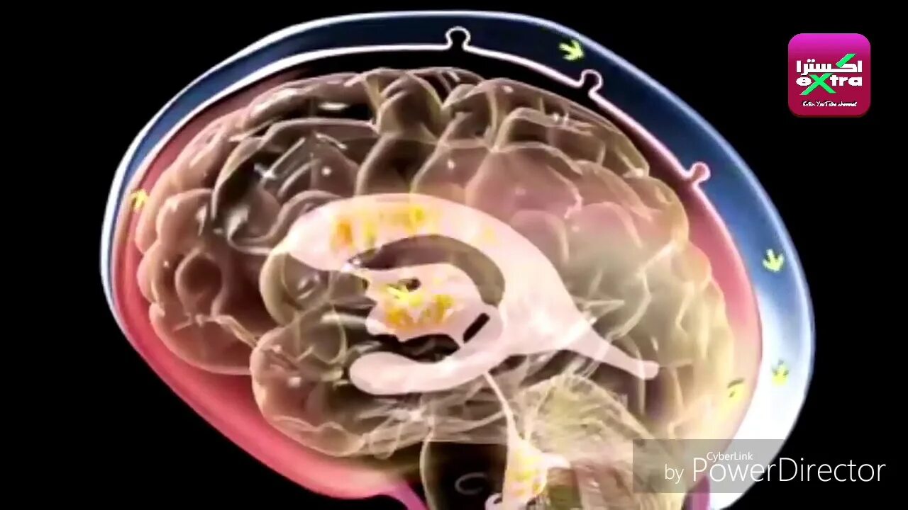 Ликворная система мозга схема. Ликворная система головного мозга схема. Внутренние ликворные пространства головного мозга. Циркуляция цереброспинальной жидкости схема. Ликворная система головного мозга схема.