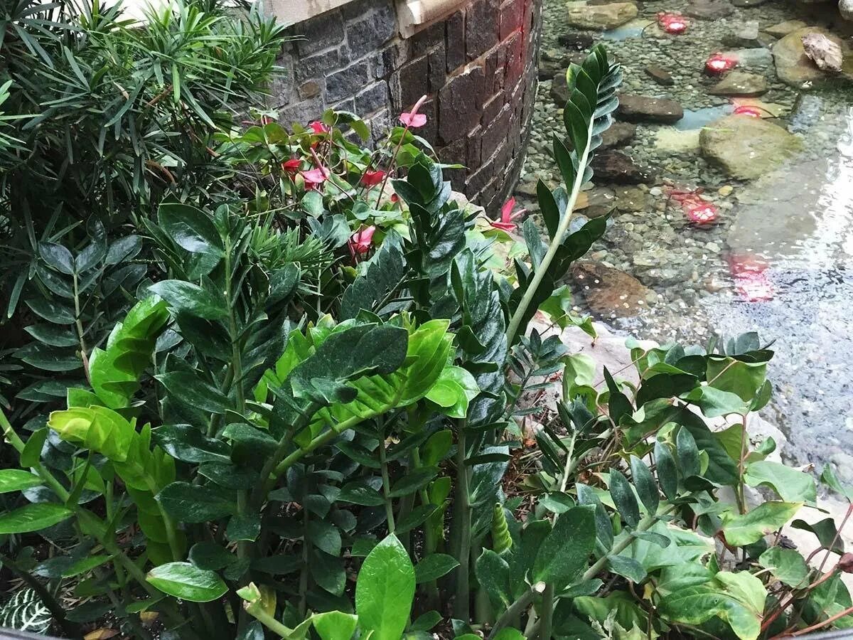 Растение замиокулькас. Замиокулькас в природе. Замиокулькас ланцетовидный. Замиокулькас в природе. Замиокулькас долларовое дерево.