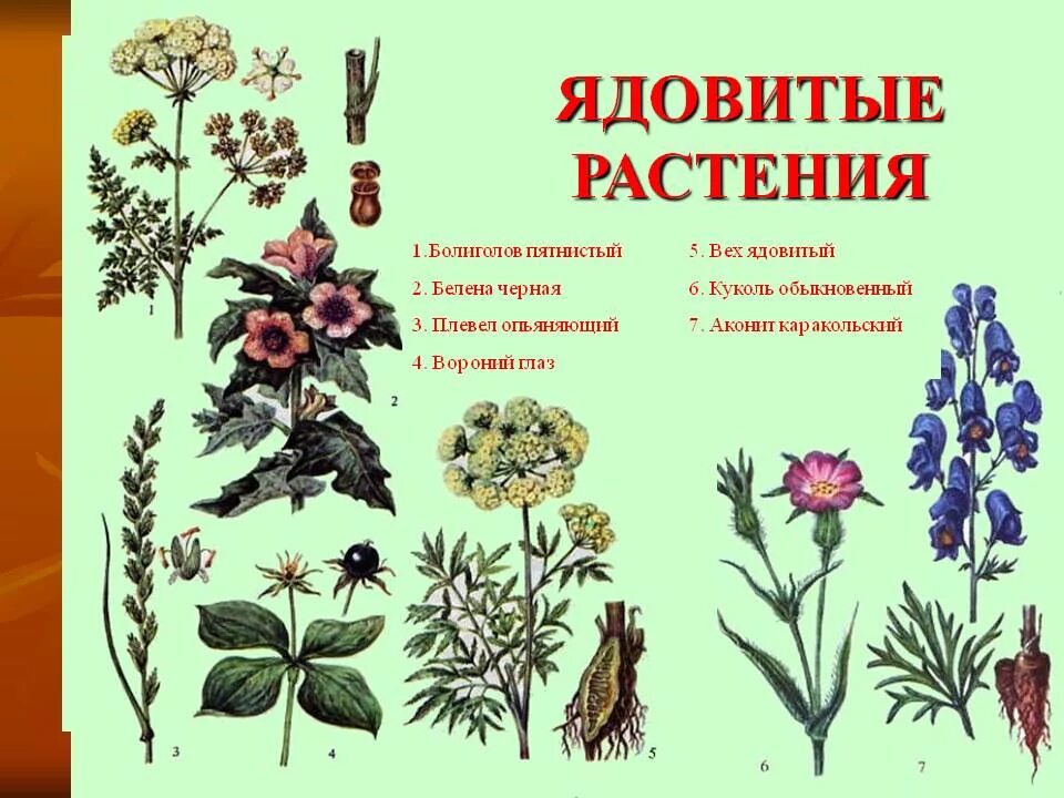 Какой из цветов ядовитый. Дикие ядовитые растения. Ядовитые растения России. Ktrfhcndtyys b zljdbnsthfcntybz. Лекарственные травы.