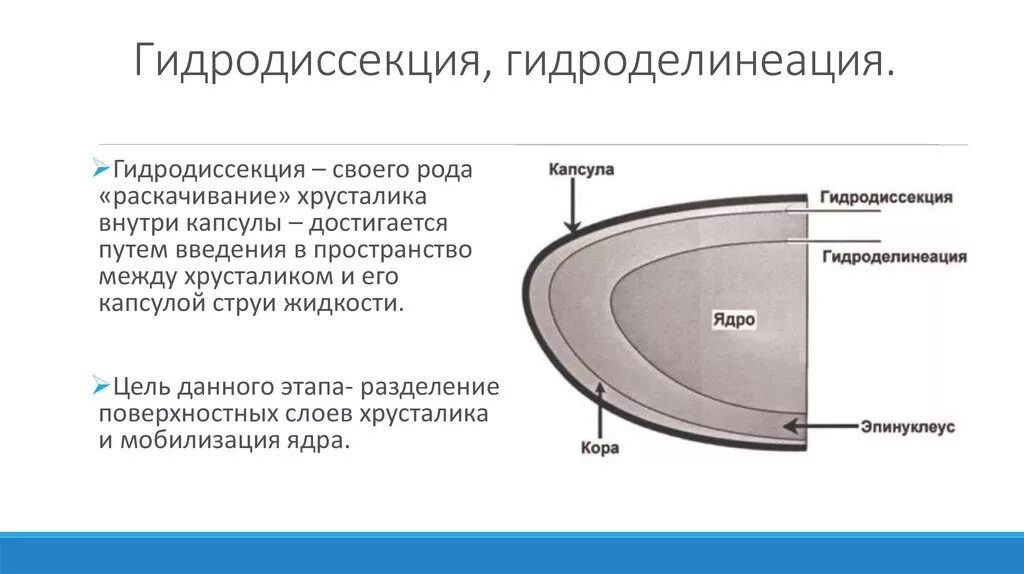 Капсула предстательной железы. Гидродиссекция хрусталика. Гидродиссекция и гидроделинеация. Гидроделинеация хрусталика. Передняя капсула хрусталика.