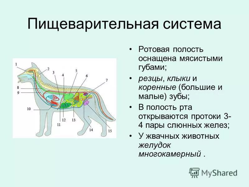 Класс млекопитающие общая характеристика. Основная характеристика млекопитающих 7 класс. Основная характеристика млекопитающих. Общая характеристика хищников. Форма тела млекопитающих.