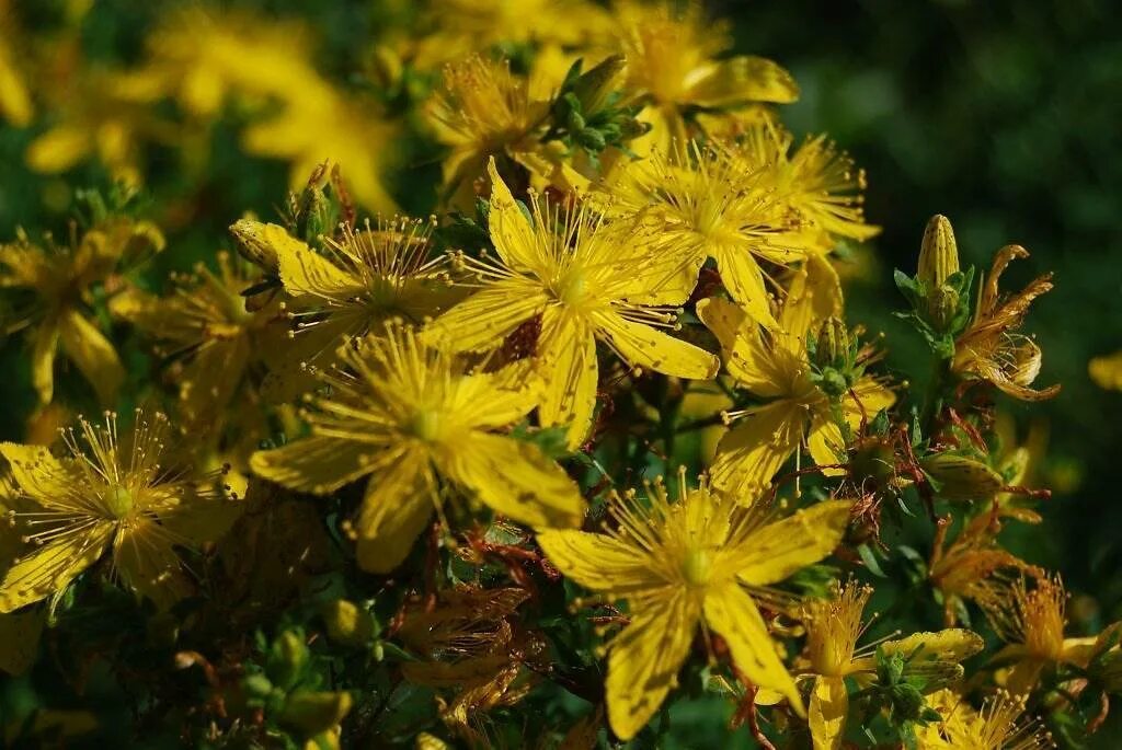 Цветок зверобоя продырявленного. Зверобой продырявленный (Hypericum perforatum). Зверобой Лесной. Зверобой Монбре. Зверобой применение и противопоказания