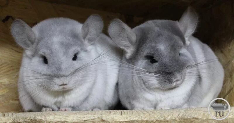 шиншилла черное золото. шиншилла дорогая. шиншилла шлепок. мир шиншилл. мир шиншилл.