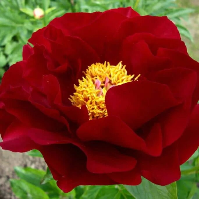 Mackinac grand. Пионы bartzella mackinac grand. Mackinac grand. Mackinac grand. Пион макинак гранд 'mackinac grand'.