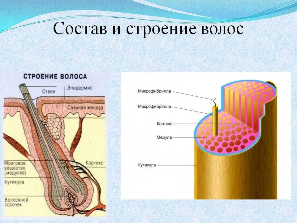 Строение волоса. Строение волоса человека. Волос строение волоса. Строение волос на голове.