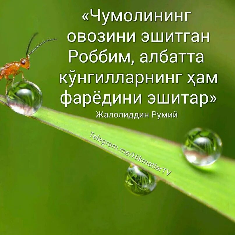 Бир аламинг колганмидие жалолиддин. Жалолиддин румий. жалолиддин румий хикматли сузлар. жалолиддин румий ҳикматлари. румий афоризмлар.
