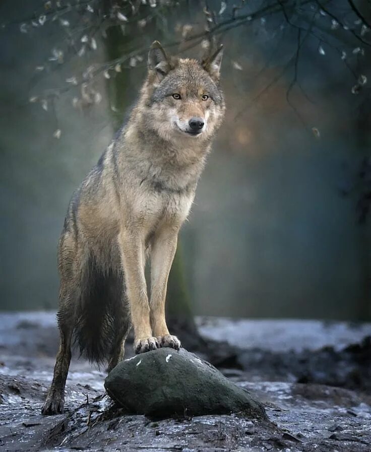 Волк. Карпатский волк фото. Красивый волк. Одинокий волк.