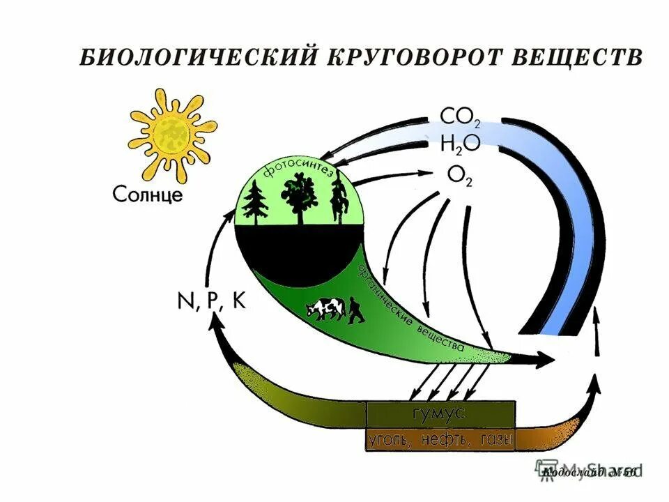 Круговорот живого вещества в биосфере. Превращение энергии в организме человека схема. Круговорот веществ и энергии в биосфере схема. Схема круговорота веществ и энергии. Схема биологического круговорота веществ и превращения энергии.