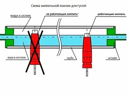 На какой высоте ниппельные поилки для кур