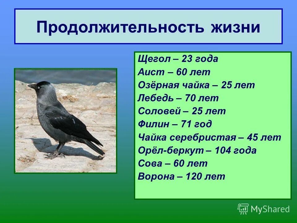 Ворона годы жизни. Продолжительность жизни птиц. Срок продолжительности жизни птиц. Сколько живут птицы. Орел птица Продолжительность жизни.