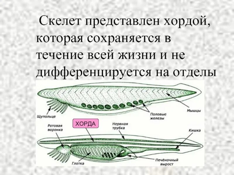 У представителей какого класса хорда сохраняется