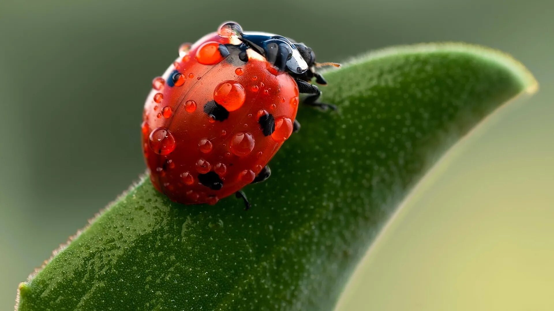 Божья коровка ремикс. Семиточечная Божья коровка. Ladybug Божья коровка. Двенадцатиточечная Божья коровка (Coleomegilla maculata). Макросъёмка Божья коровка.