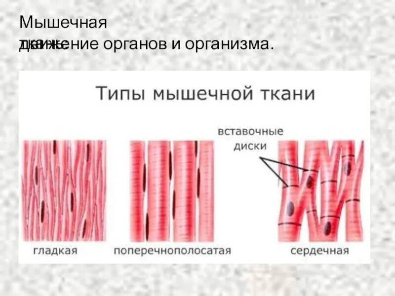 Мышечные ткани таблица с рисунками. Схема строения мышечной ткани. Виды мышечной ткани человека. Мышечная ткань животных. Мышечные ткани какие