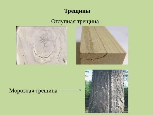 Отлуп это. Отлупные трещины древесины. пороки древесины отлуп. трещины усушки древесины. метиковая трещина древесины.