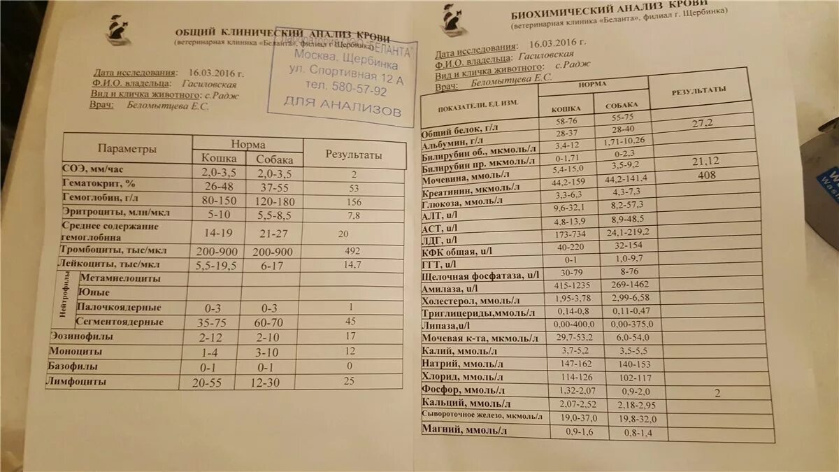 Анализ крови аст норма у мужчин. КФК анализ крови норма у человека. АСТ анализ крови что это. КФК В биохимическом анализе крови норма. Креатинфосфокиназа анализ крови.