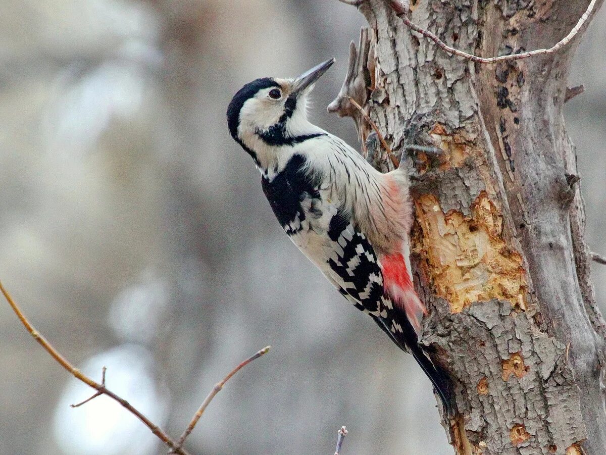 дятел гнездовая птица. дятел красноголовик. дятел живет в лесу. дятел живет в лесу. гнездование пёстрых дятлов.