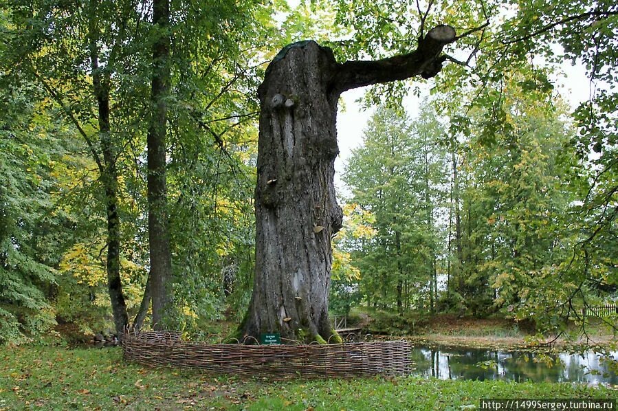 Под наши густые старинные вязы на отдых. Под наши густые старинные вязы на отдых