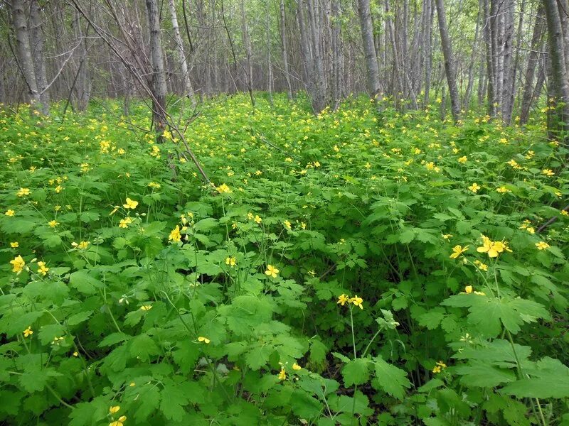 Где растет чистотел. Где растет чистотел. Чистотел лесной. Чистотел луговой. Чистотел большой трава чистотел.
