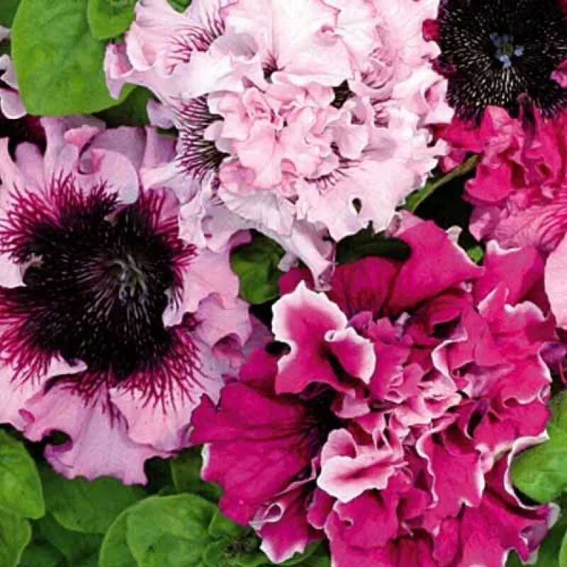 Петуния триумф альба f1. Петуния триумф альба. Петуния триумф альба крупноцветковая. Петуния крупноцветковая триумф бордо f1. Петуния триумф альба.