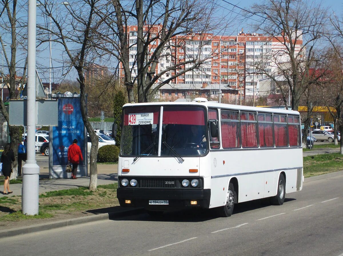 Автобусы краснодар майкоп сегодня. Икарус Майкоп Краснодар. Автобус Икарус Майкоп. Автобус Икарус Краснодар Майкоп.