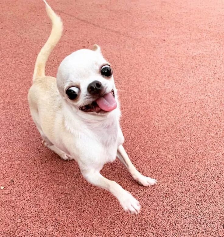 TOP 10 dog funny videos compilation Dog Ulybka Funny dogs - YouTube